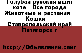 Голубая русская ищит кота - Все города Животные и растения » Кошки   . Ставропольский край,Пятигорск г.